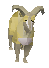 Picture of Billygoat